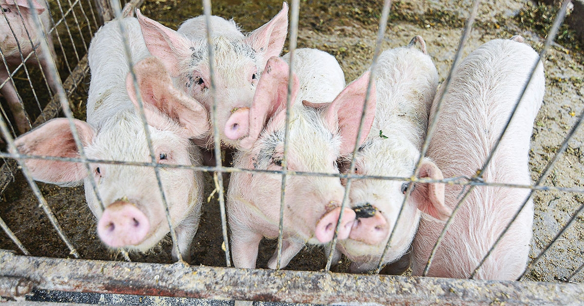 Nyolc bírságot róttak ki szabálytalan állattartás miatt Csíkszeredában
